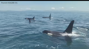 Watch: Drone captures 'killer' view of endangered orca pod swimming off Washington coast